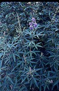 Herbs for Health: Remedies for Menstrual Problems Image